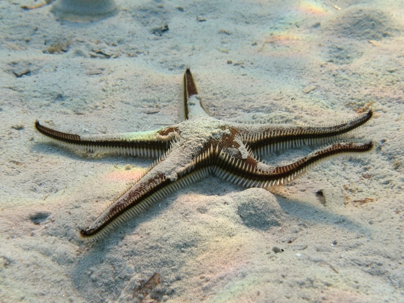 Astropecten bispinosus (Otto, 1823)